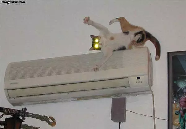 Cat Going Crazy