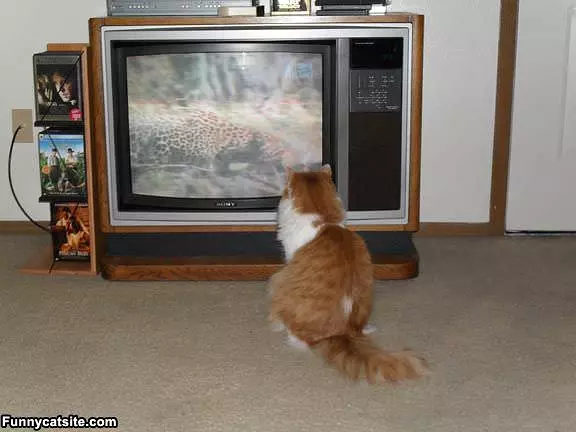 Linus Watching Tv