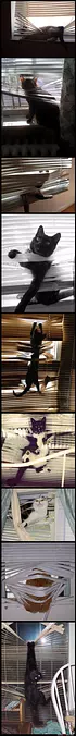 Cats Loving The Blinds