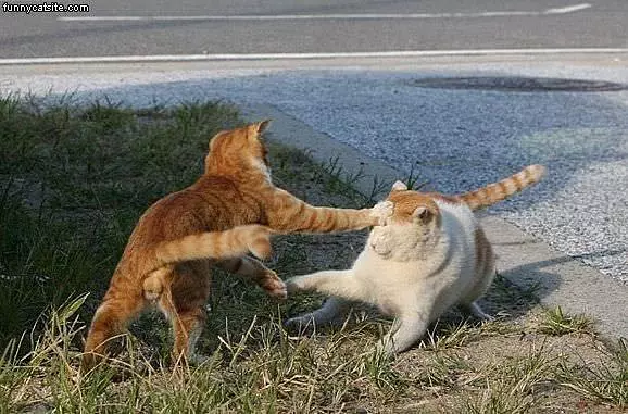 Catfight