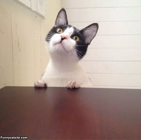 Did You Say Tuna