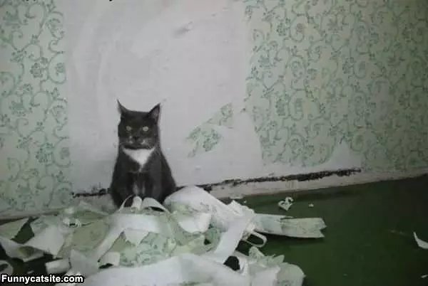 Wallpaper Removal