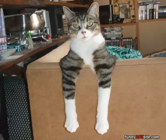 A Very Relaxed Kitty Cat