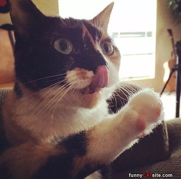 Licking My Nose