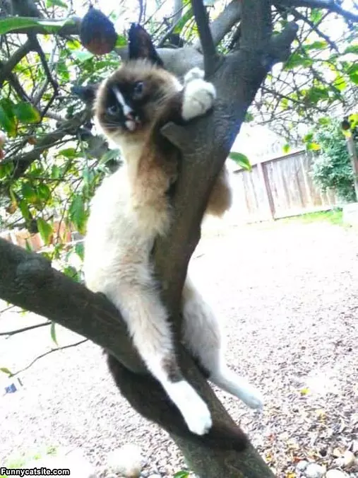 Sitting In A Tree
