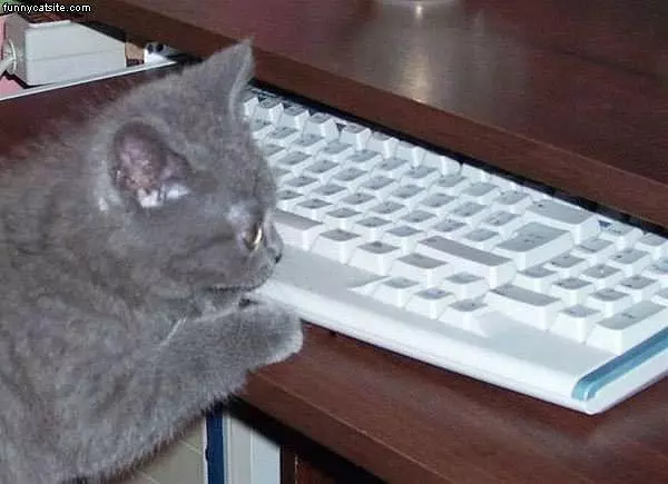 Keyboard Cat