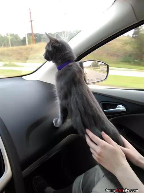 Go Faster Human