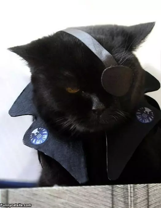 Irate Cat