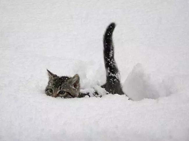 This Snow Is Too Deep
