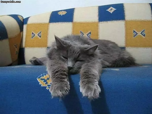 Cant Likes Sleeping
