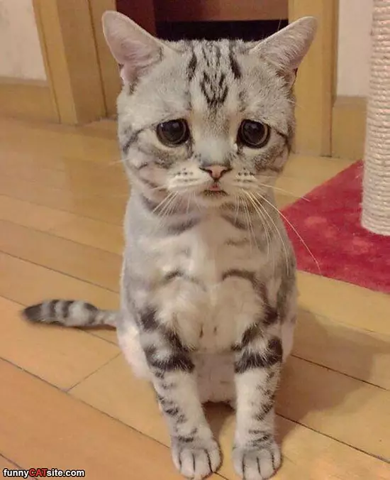 I Has The Sad