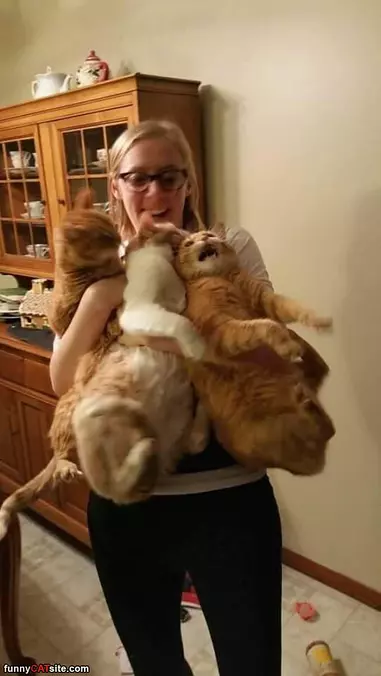 A Pile Of Cats