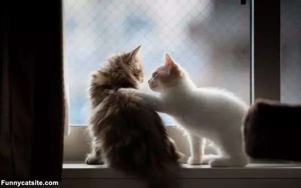 Its Ok Buddy