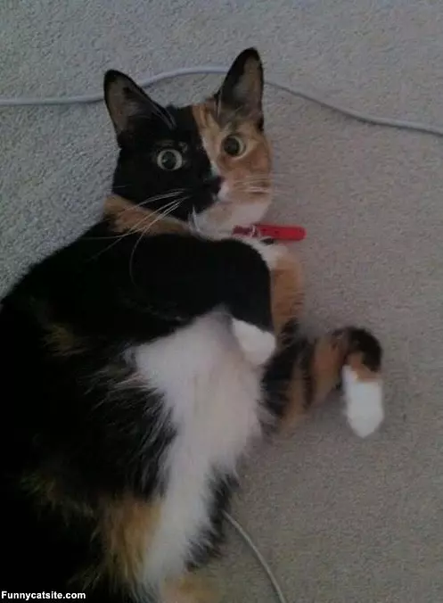Two Faced