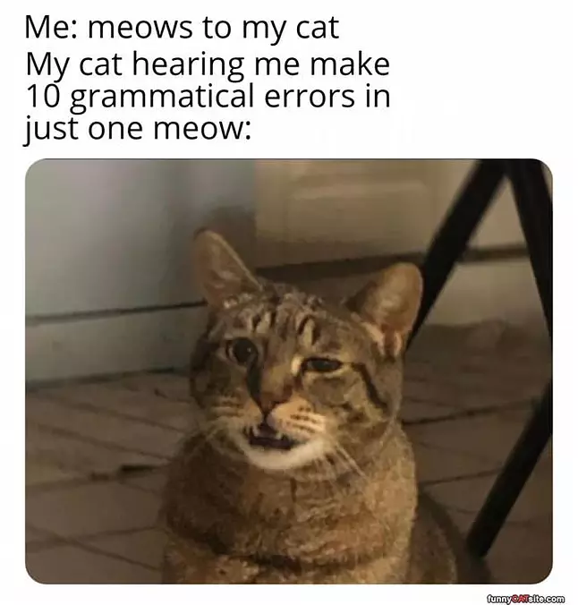 Terrible Meows