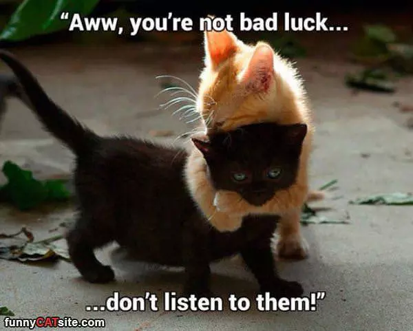 Not Bad Luck