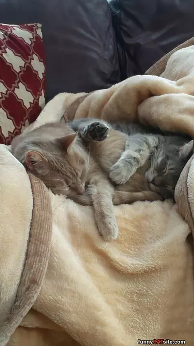 Cats Laying Together