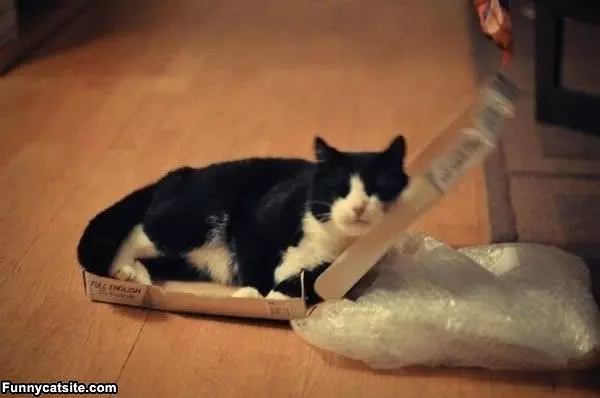 This Box Has A Head Rest