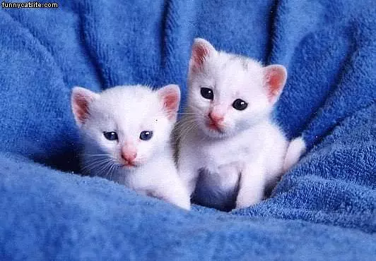 Two Small White Kittens