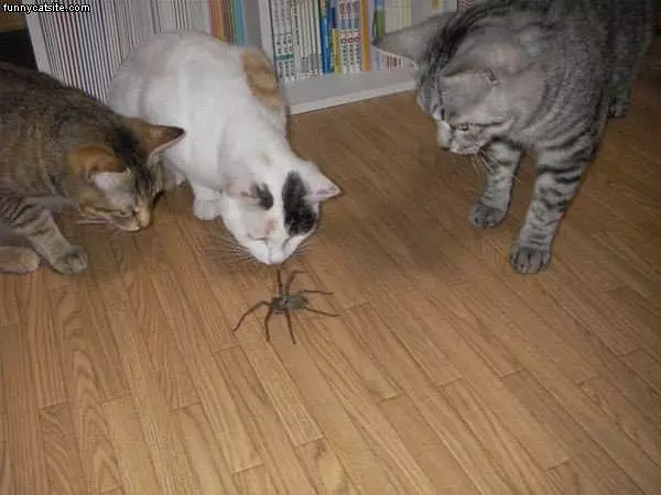 Spider
