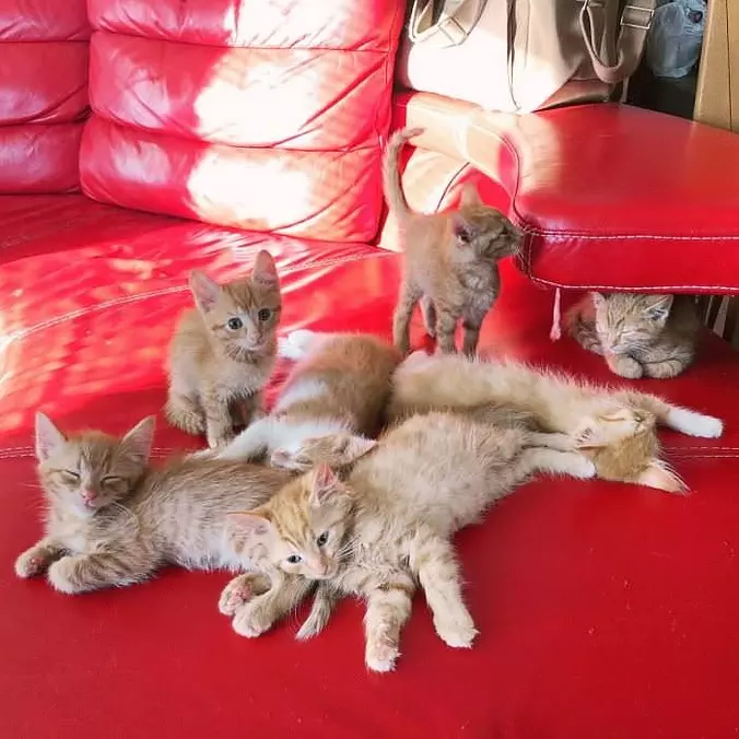 A Bunch Of Cats