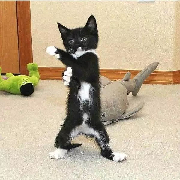 Boxing Kitten