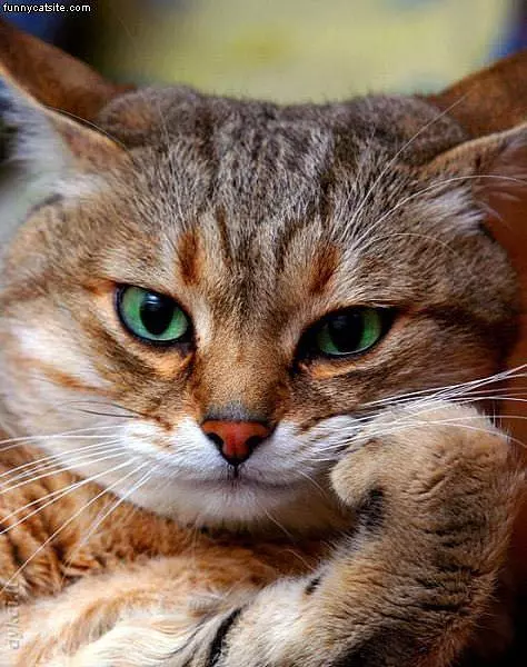 Senior Picture Cat