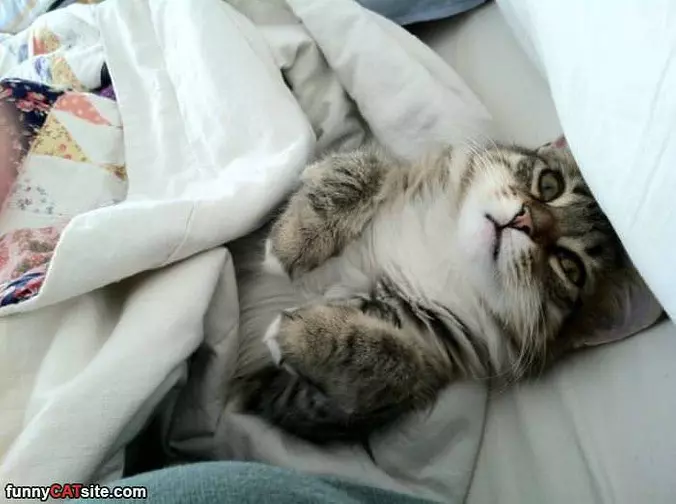 Cutely Tucked In Here