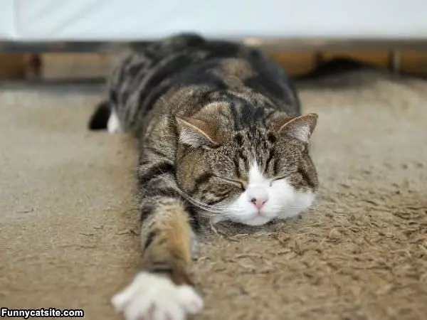 Stretch And Sleep