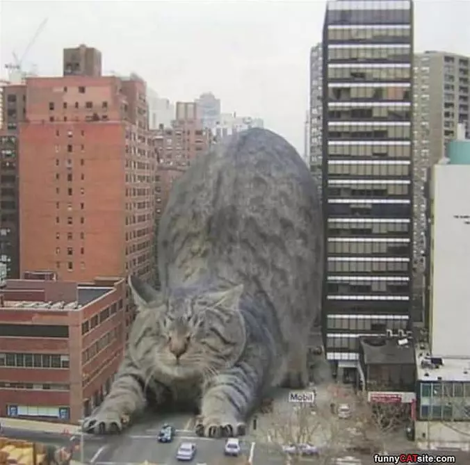 What A Giant Cat Would Look Like