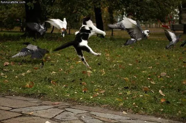Bird Attack
