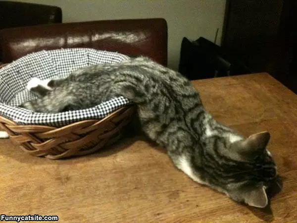 Sooooo Sleepy