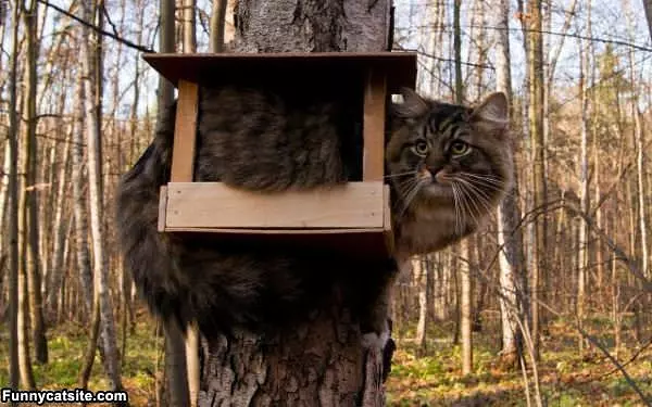 Im A Bird Now