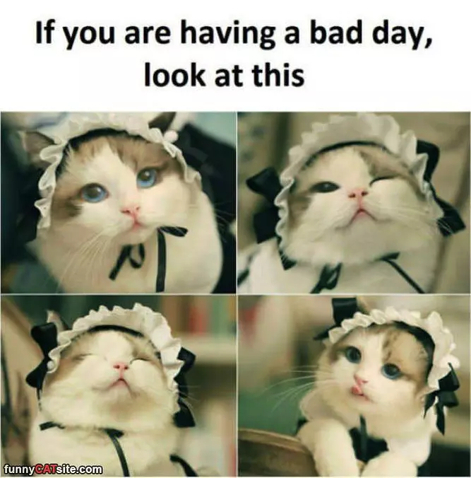 If Your Having A Bad Day