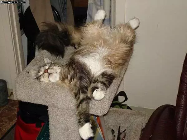 I Sleep Where I Want