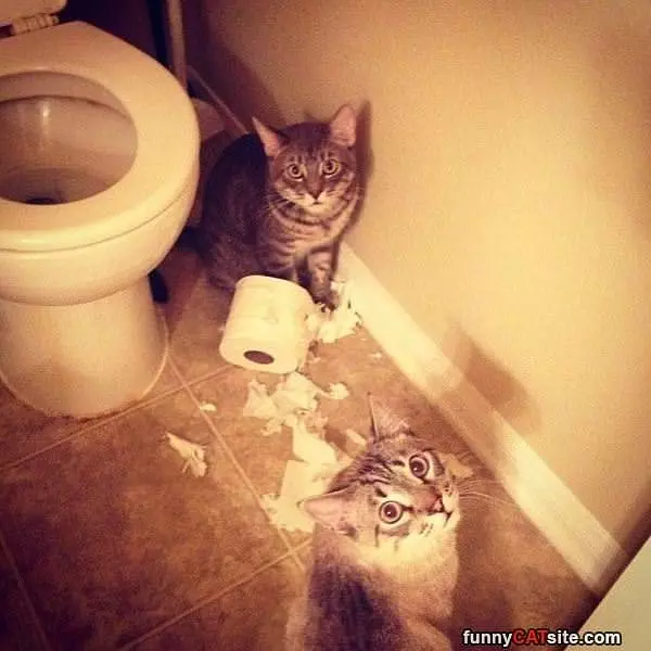 Toilet Paper Attack