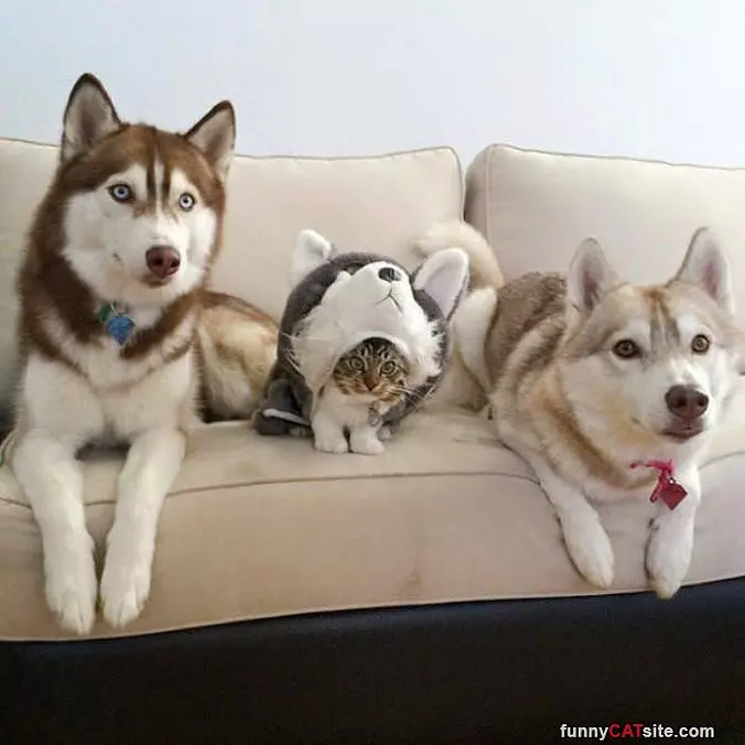 3 Dogs