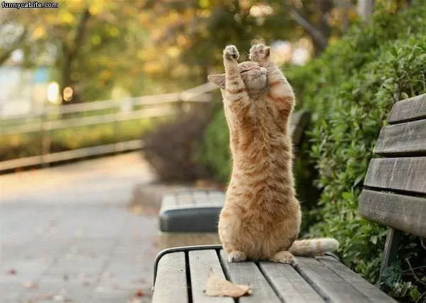 Reach For The Sky