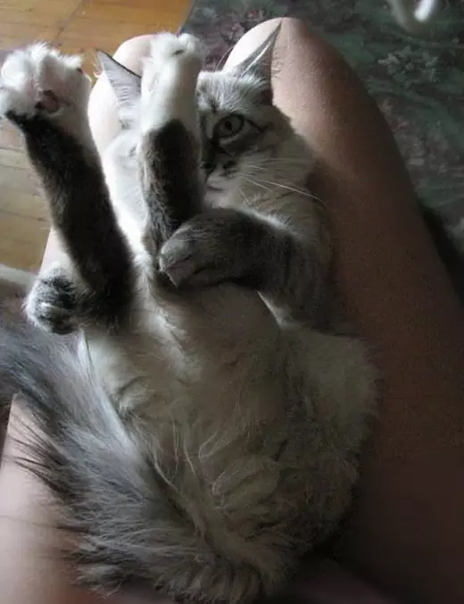 Cool Cat