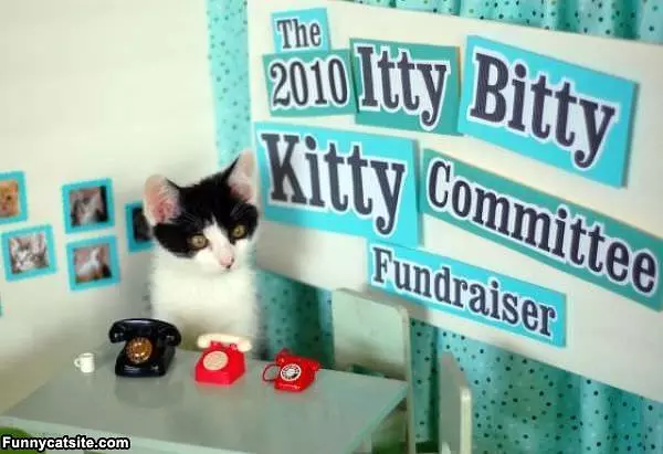 Itty Bitty Kitty