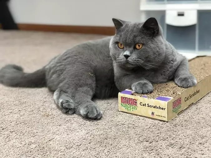 Cat Scratcher