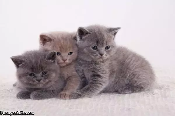 Stack Of Kittens