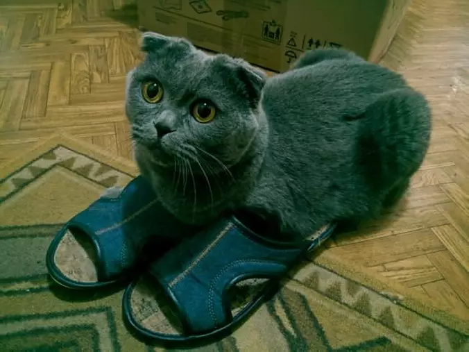I Has Sandals