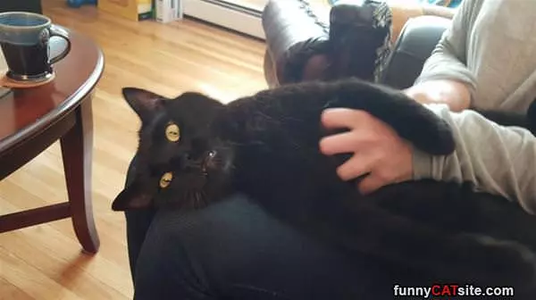 On My Lap