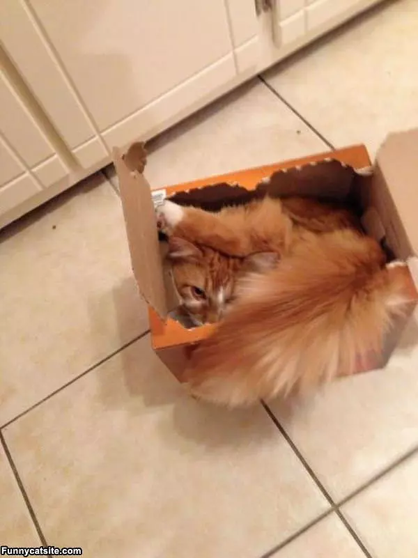 My Crazy Box Cat