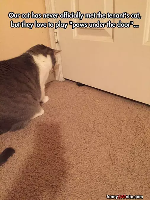 Paw Play Time