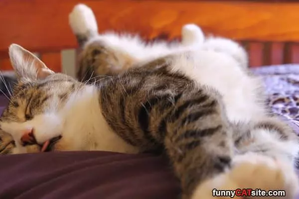 Sleepy Days