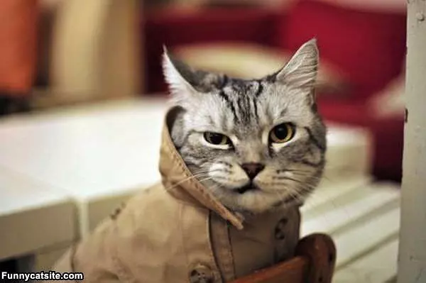 Put My Collar Up