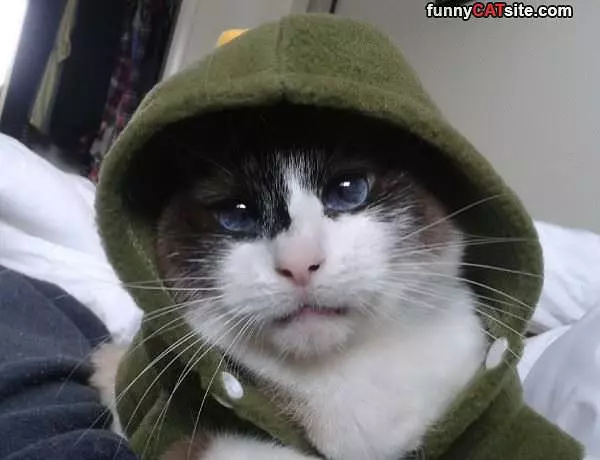 Hoodies Up