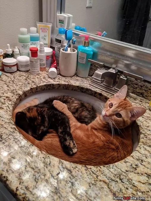 Chilling In The Sink